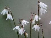 Leuocojum autumnale